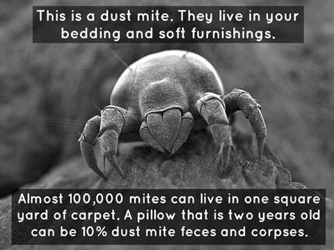 Norwex Mattress Cleaner to help with Dust Mite Allergies